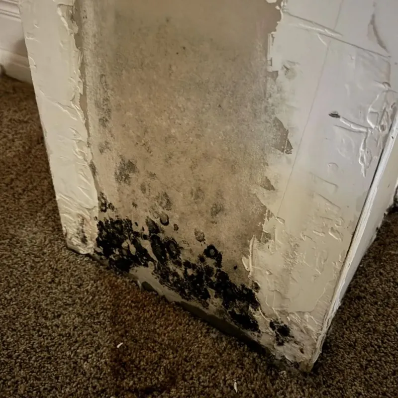 Professional Mold Removal in Azusa, CA